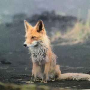 Meet your Posher, Howard